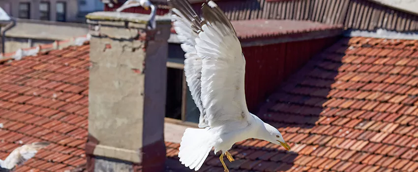 Residential Chimney Animal Removal Solution in Kokomo, IN